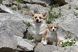 CORGI PEMBROKE 488